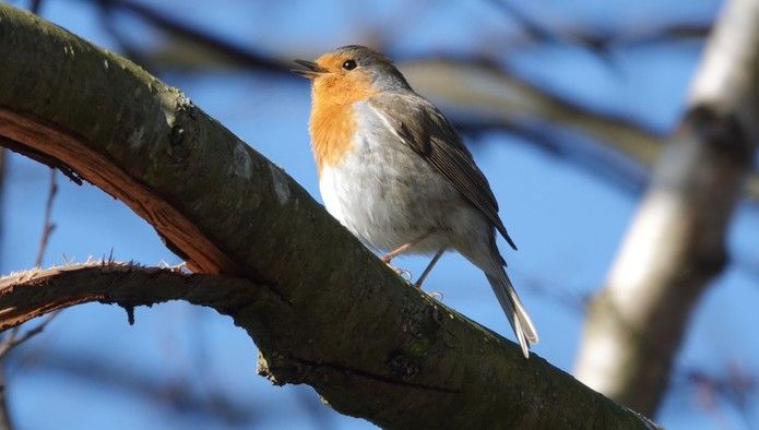 Rotkehlchen an einem Ast im Winterr